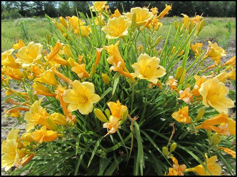 Happy Returns Daylily - #1 Container - Grimm's Gardens | Flower landscape, Garden flower beds ...