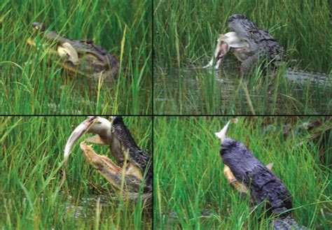 Biologists Surprised by Outcome of Alligator vs. Shark Showdown | Inverse