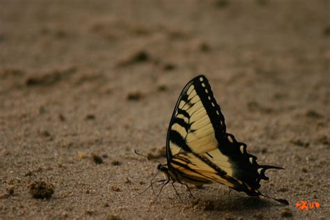 butterfly on beach | Beach, Beach goers, Nature