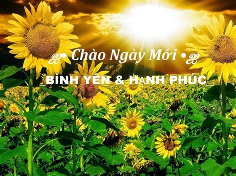 hình ảnh đẹp - Tìm với Google | Sunflower wallpaper, Beautiful ...