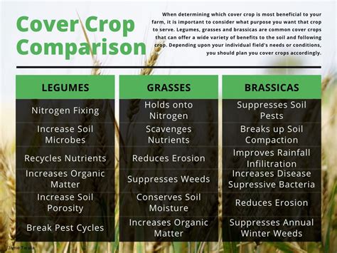 HOW COVER CROPS HELP TO IMPROVE SOIL AND CLIMATE CONDITIONS - HTS Farms