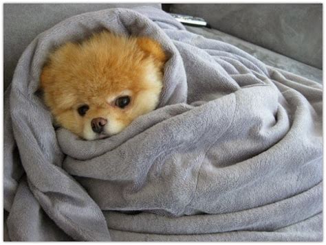 Cuddle With A Blanket