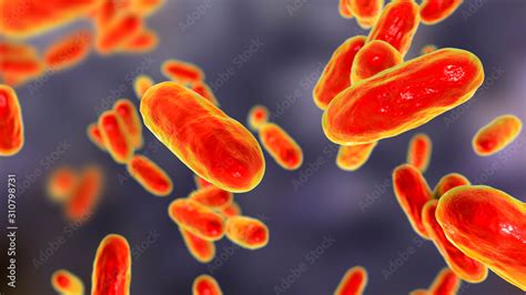 Bacteria Bordetella pertussis, 3D illustration. Gram-negative coccobacilli bacteria which cause ...