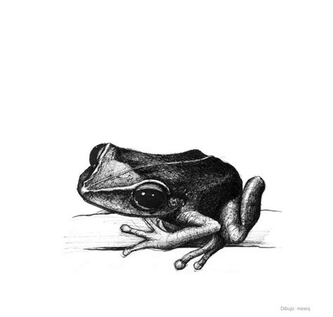 Coqui Frog Drawing at PaintingValley.com | Explore collection of Coqui ...