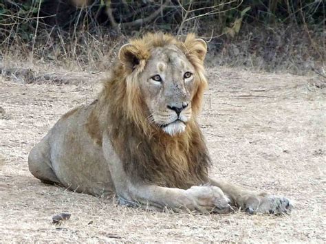 Asiatic Lions, Hyenas & Wolves of Gujarat and Tigers of Tadoba (13 days) Small Group Tour B142 ...