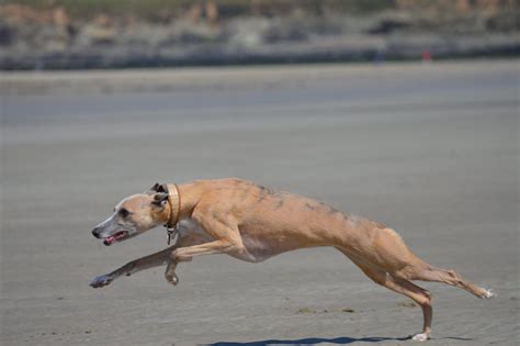 How Fast Can Whippets Run? in 2021 | Whippet, Grey hound dog, Working dogs