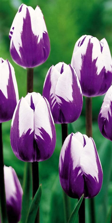 Pretty Purple and White Tulips | Belles images dominique | Pinterest