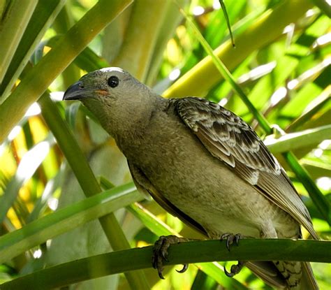 Bower Birds