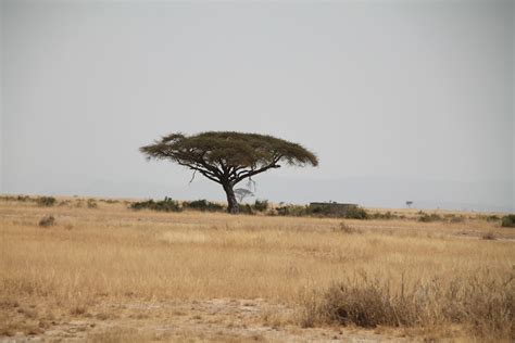 New research identifies patterns of tree distribution in African savannas