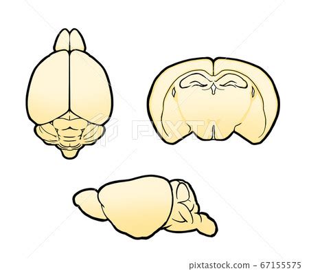 Mouse brain color - Stock Illustration [67155575] - PIXTA