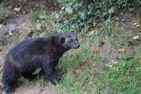 Black Wolverine in Its Natural Habitat Stock Photo - Image of natural, fauna: 234761900