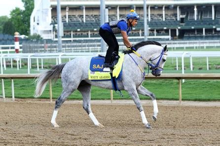 White Abarrio - Horse Profile - BloodHorse