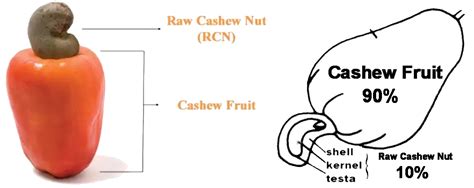 Cashew Apple