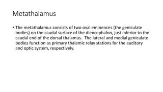 Diencephalon.pptx, structure and function | PPT