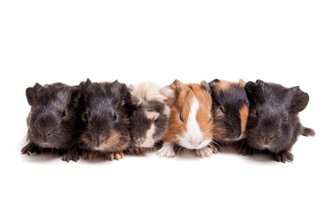 Guinea Pig Pregnancy – Signs & Week by Week Guide - Guinea Pig Site