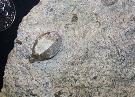 Alabama Fossils - Fossil Hunting Trips - The Fossil Forum