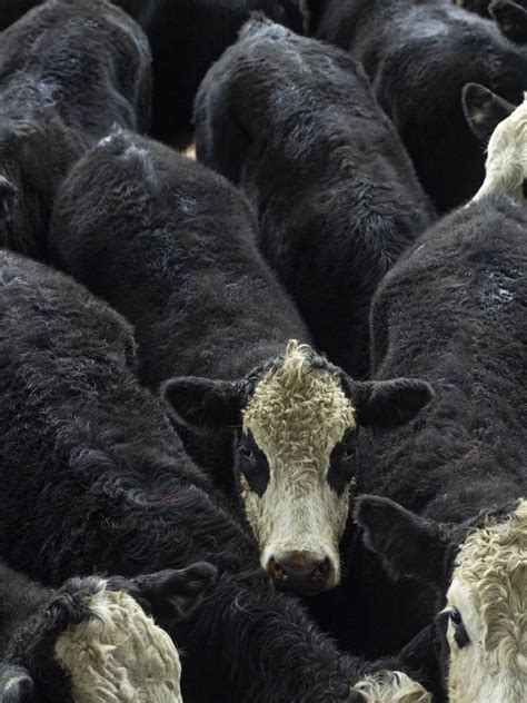 National cattle herd: Numbers rise as impact of record prices flows ...