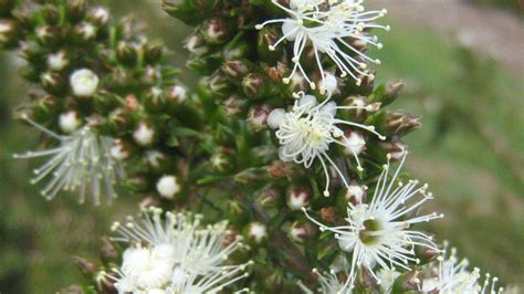 KUNZEA AMBIGUA PROSTRATE – Trigg Plants