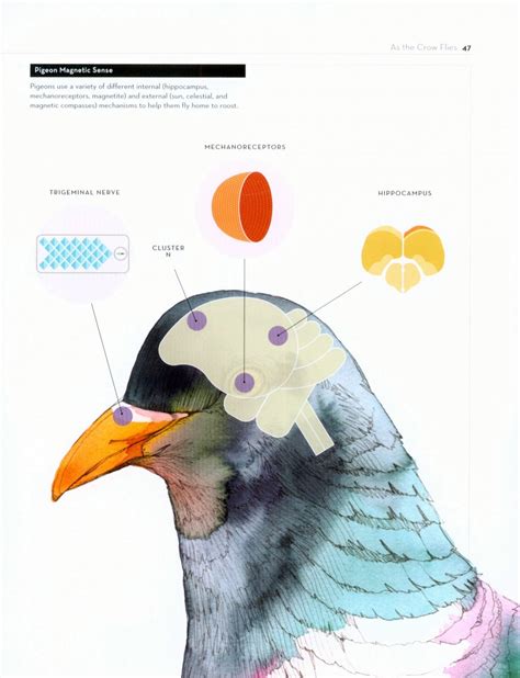 Bird Brain: An Exploration of Avian Intelligence - Nokomis