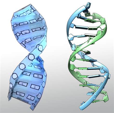 Pdb101 Learn Paper Models Dna