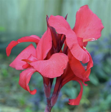 Red Canna Lily Floral Photograph by Aimee L Maher ALM GALLERY - Fine ...