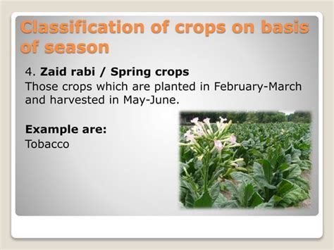 Classification of field crops | PPT