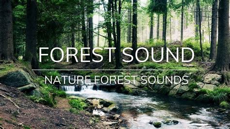 5 Hours White Noise | Relaxing Nature Sounds with Forest Ambiance - YouTube