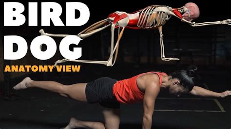 What Muscles Does Bird Dog Work