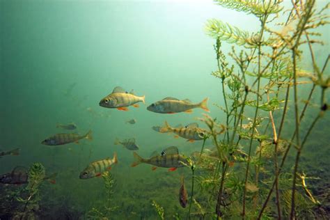 Yellow perch school_source unknown - Columbia Shuswap Invasive Species ...