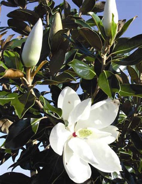 types of magnolia trees in florida - Aline Mcnabb