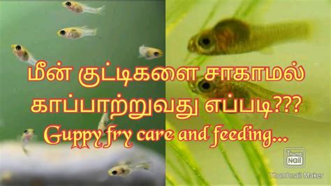 Guppy fry care and feeding... மீன் குட்டிகளை சாகாமல் காப்பாற்றுவது ...