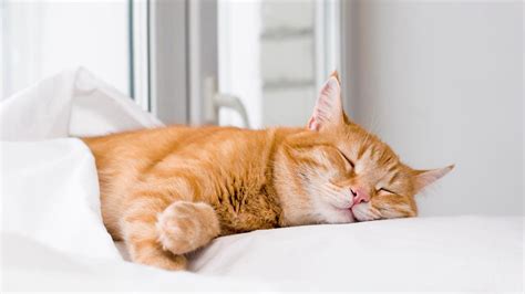 What Do Cats Sleeping Positions Mean? Laveen Veterinary Center ...