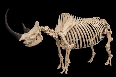 Rhino skeleton . . Credit goes... - Veterinary Anatomy World