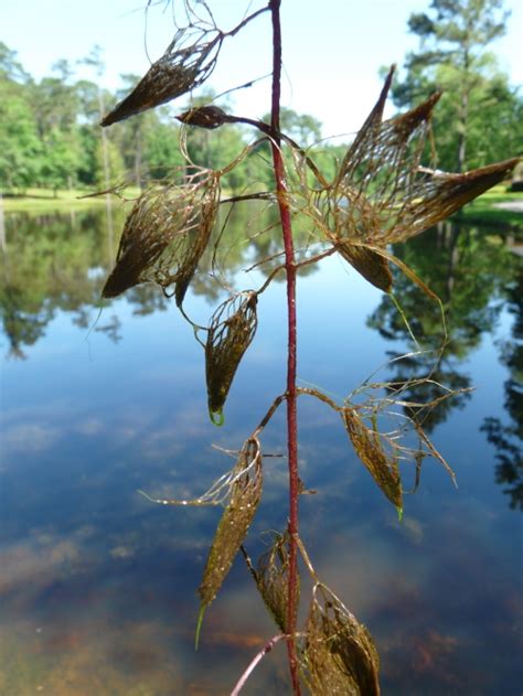 Pond Weeds – Fanwort | Thomas County Ag