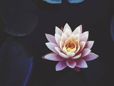 What the Lotus Flower Symbolizes in Buddhism | buddhability