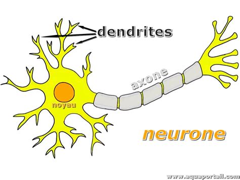 Dendrite : définition et explications