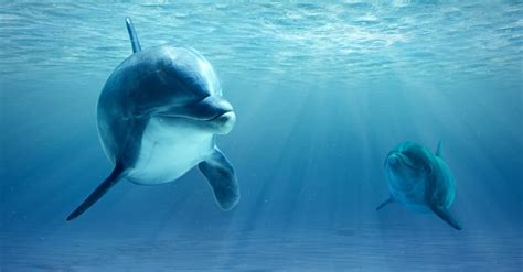 Dolphin Lifespan: How Long Do Dolphins Live? - IMP WORLD