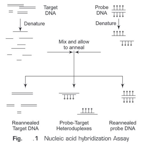 Nucleic Acid Hybridization - Biology Ease