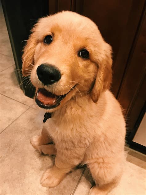 Nothing better than a smiling golden retriever puppy to start your day : r/aww