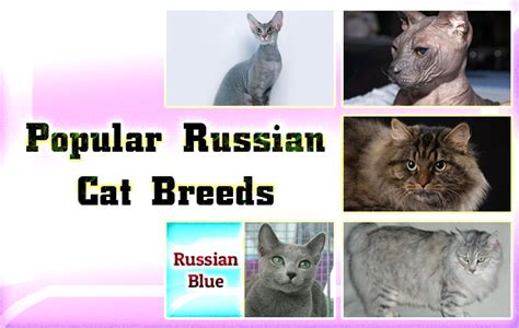 Popular Russian Cat Breeds | Did You Know Pets