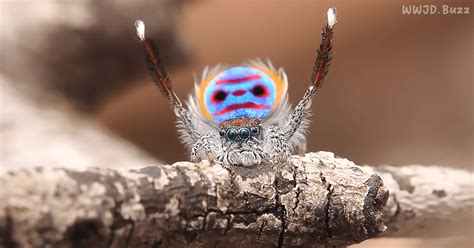 The Peacock Spider Performs A Spectacular Mating Dance | WWJD