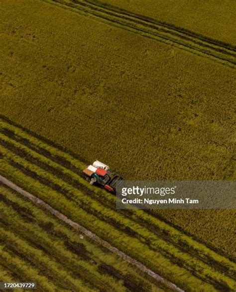 Rice Harvest Festival Photos and Premium High Res Pictures - Getty Images