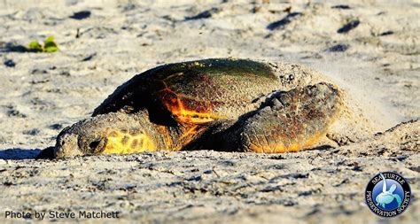 Check it Out… A nesting Loggerhead! – Sea Turtle Preservation Society