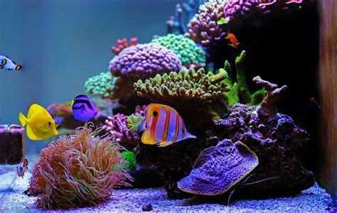 Top 21 Most Popular Saltwater Aquarium Fish (for Beginners) - Everything Fishkeeping