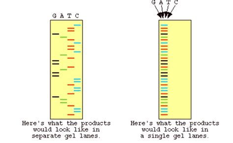 What is the function of dideoxynucleotides in sanger dna sequencing? - Opera Residences