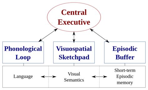 Baddeley's Model Of Working Memory Concepts In Psychology