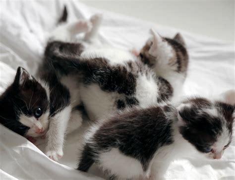 Oh my triplets! – CAT RESCUE DIARIES: