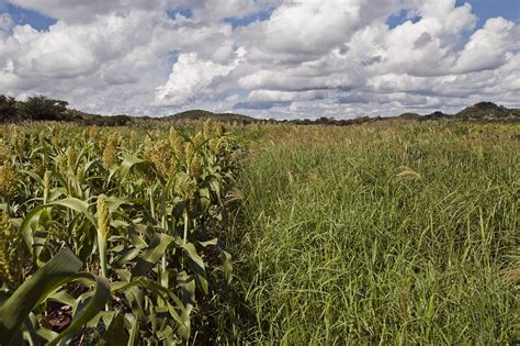 Fodder crops, Zimbabwe - Stock Image - C011/6752 - Science Photo Library