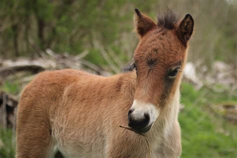 20 Adorable Pictures Of Foals You'll Love