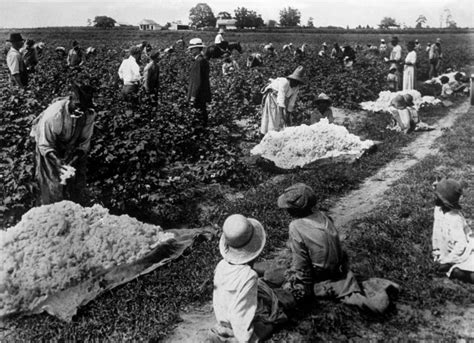 Harvesting Cotton Free Photo Download | FreeImages